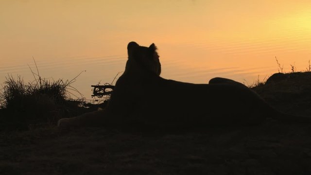 Lioness lying on bank of waterhole at sunrise, reflections of sun on rippling water.