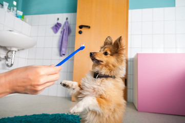 Hund und Zahnbürste
