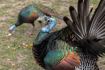 Wild ocellated turkey, common to the Yucatán Peninsula, during mating season, in Tikal, Petén (Guatemala) © jamesdugan
