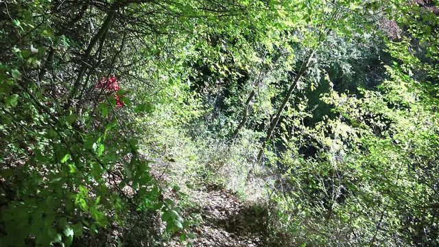 Extreme Fast Bike Rider through a Green Forest 