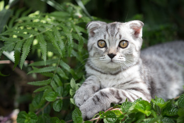 Naklejka na ściany i meble Silver tabby Breed Scottish Fold Cat on green grass in summer