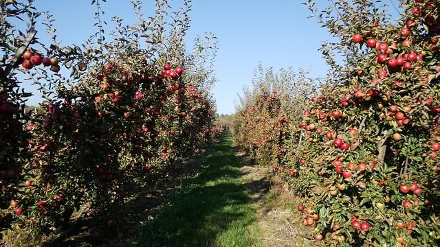 Apple tree agriculture