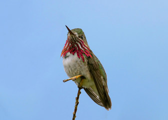 Broad Tail Hummingbird