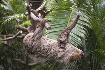 two-toed sloth climbing on the tree © kungverylucky