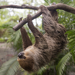 two-toed sloth climbing on the tree © kungverylucky