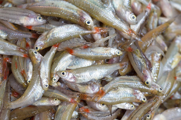 fresh small fish source of calcium
