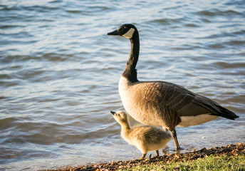 Obraz premium Lake Marburg in Codorus State Park, Pennsylvania 