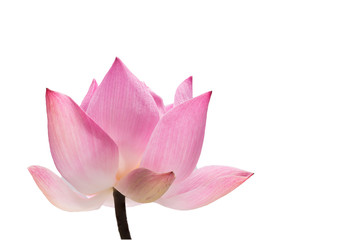 Water lily flower (lotus)