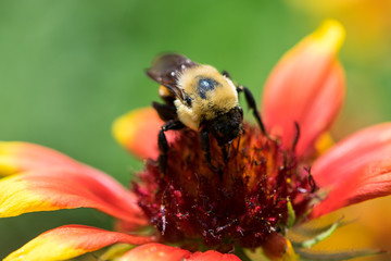 Honey Bee on a Flower
