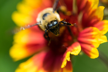 Honey Bee on a Flower
