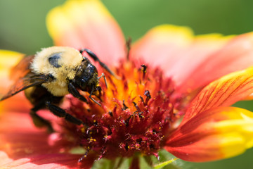 Honey Bee on a Flower