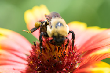 Honey Bee on a Flower