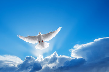 White Dove symbol of faith