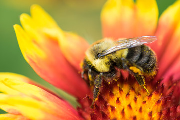 Honey Bee on a Flower