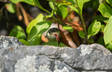 Garter Snake Hiding under Leaves in Annapolis Rocks, Maryand