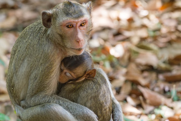 Mother Crab-eating macaque feeding her baby at the park.