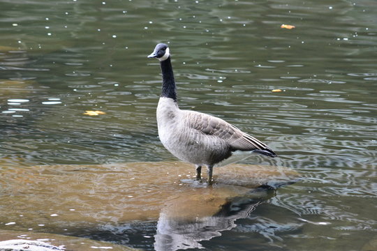 Goose on a Rock