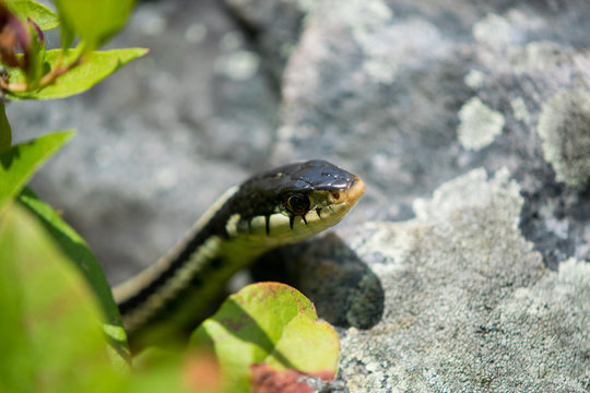 Garter Snake Hiding under Leaves in Annapolis Rocks, Maryand