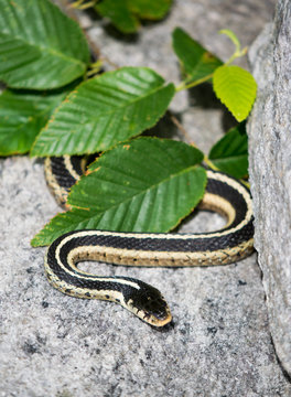 Garter Snake Hiding under Leaves in Annapolis Rocks, Maryand