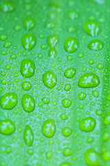 Drops of water on leaves in nature .
