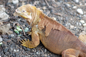 Galapagos land iguana closeup