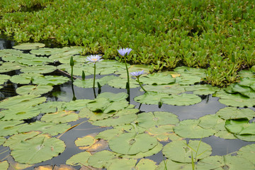 blue water lilies on a pond on Big Island, Hawaii
