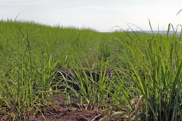 Sugarcane plantation