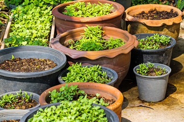 Vegetable pots with plants and seeds/planting/gardening