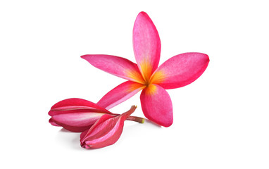 Fototapeta premium beautiful pink tropical flower and petals Plumeria flower isolat