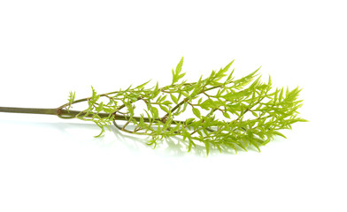 Polyscias isolated on white background