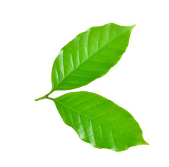 Coffee leaf on white background