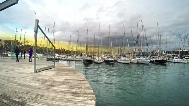 Seagulls feeding at sunset with Yachts in Port 
