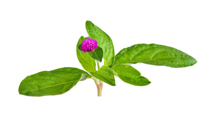 Globe amaranth beauty flower in white background