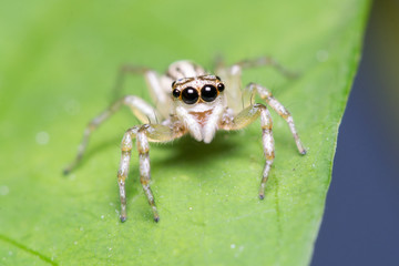 Fototapeta premium Multi-Coloured Phintella (Phintella versicolor)
