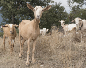 Obraz premium Flock of goats in Cilento, Campania (Italy).