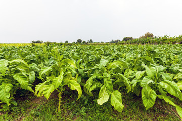 Fototapeta na wymiar Tobacco farm in Thailand on natural light