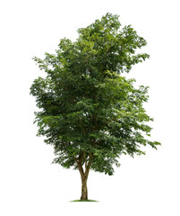 Fototapeta premium Isolated tree on white background