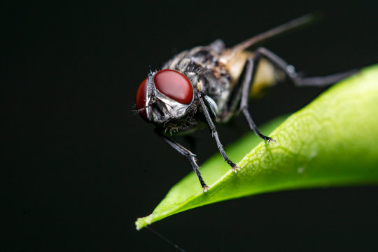 Fruit Fly