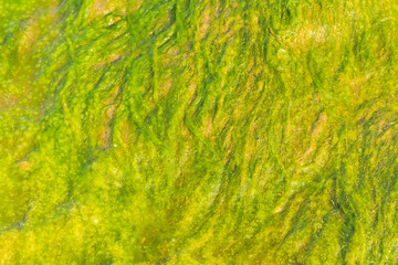 Green slime from algae in lake