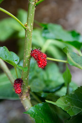 red unripe mulberry on the branch at the garden