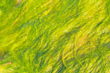 Green slime from algae in lake