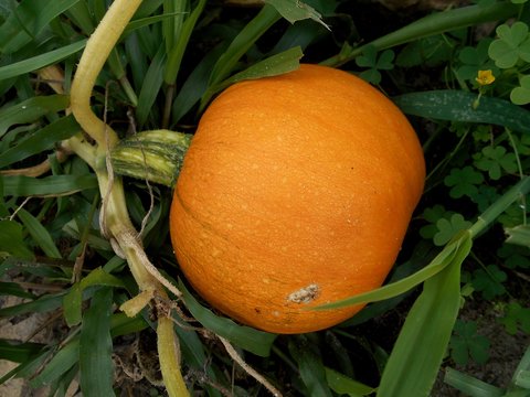 Small Sugar Pumpkin Growing on Stem Vine Plant
