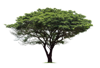 Isolated Rain tree on white background