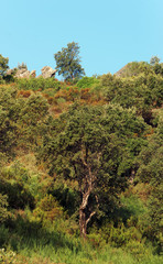 Fototapeta premium maquis en haute corse