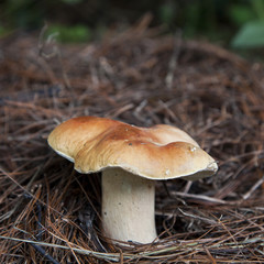 macro photograph of a large white mushroom growing in the woods among the pine needles