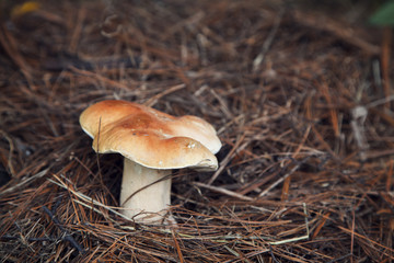 large white mushroom