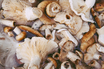 mushrooms of different shapes and sizes soaked in water