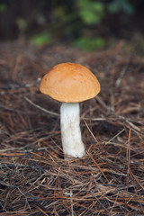 a large orange-cap boletus