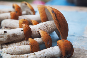 a lot of aspen mushrooms on a blue background