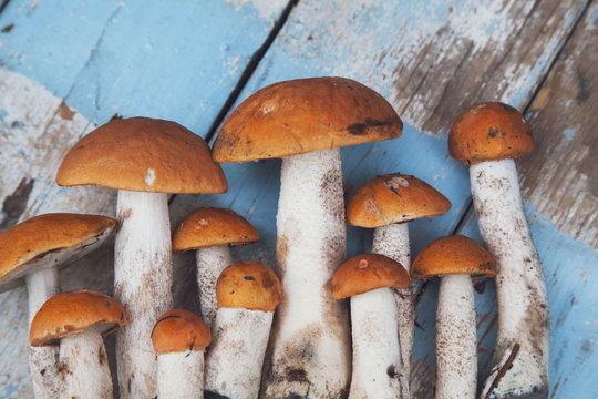 beautiful aspen mushrooms on a blue background